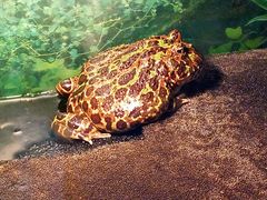 -上海大自然野生昆虫馆(东方明珠·爬宠昆虫探索中心)