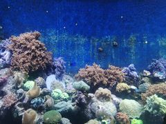 -珠海长隆海洋王国