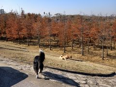 -南汇嘴观海公园