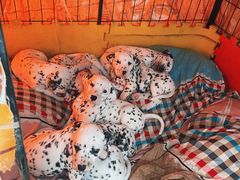 -上海爱久忠马术俱乐部(龙吴路店)