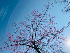 -广东花都香草世界旅游度假区
