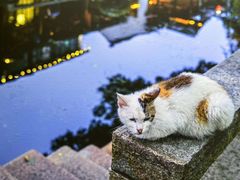 -黎里古镇