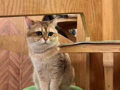 -MOCHA明星猫咖(田子坊店)