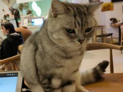 -平行世界·猫咖(首经贸店)