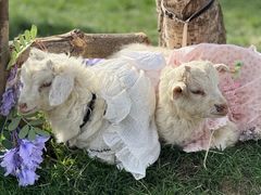 -HERRE·FARM 赫尔露营农场·团建聚会包场