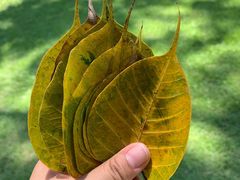 -中国科学院西双版纳热带植物园