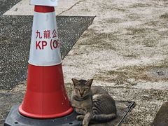 -九龙公园