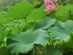 -陈家山荷花公园