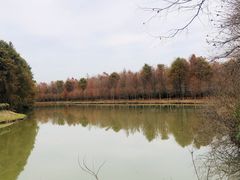 -上海海湾国家森林公园