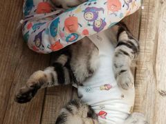 -纳吉亚猫专科动物医院·北北分院