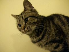android_upload_pic-猫色咖啡·猫咖