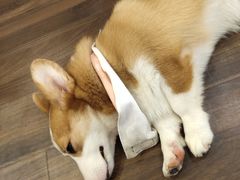 -柯斗斗主题餐厅·狗咖·围炉煮茶·茶饮(国瑞升平里店)