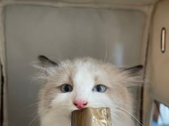 -创凡宠物医院·骨专科  猫科中心(西乡分院)