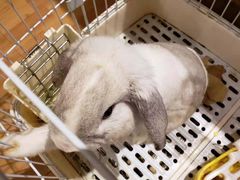 -猫猫幼稚园·撸猫·桌游·电玩