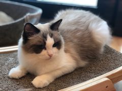 -momokira米努特·德文卷毛猫·棉花面纱犬