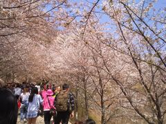 -樱花山风景区