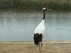 -盐城丹顶鹤湿地生态旅游区