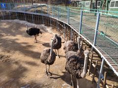 -西霞口神雕山野生动物世界