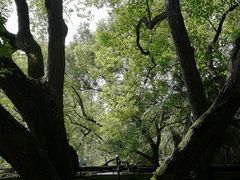 -徐家汇源景区-衡山公园