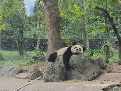 -都江堰中华大熊猫苑