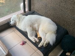 -翊宠yipet猫狗购宠庄园犬舍•猫舍