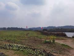 -空港花田景区