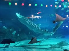 -烟台海昌鲸鲨海洋公园