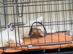 -瑞鹏宠物医院·骨科·猫科·内科(第一中心)
