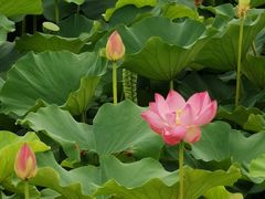 -荷塘月色湿地公园·向阳花洲