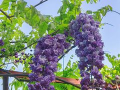 -嘉定紫藤园