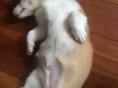 -1013 PET SHOP 宠物商店(近铁城市广场店)