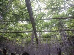 -嘉定紫藤园