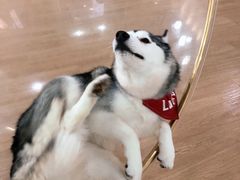 -Husky Go! 哈士奇体验馆·宠物咖啡厅狗咖