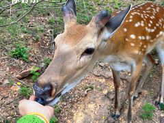 -大连森林动物园