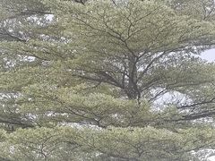 -东莞植物园
