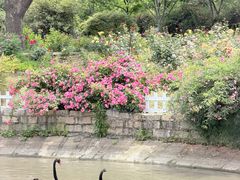 -鹅湖玫瑰文化园