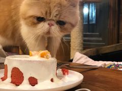 -more than meow吴止猫主题餐厅(承德 中船汇店)