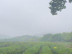 -中国茶叶博物馆(双峰馆区)