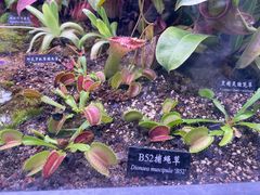 -中国科学院西双版纳热带植物园