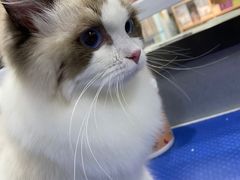 -天使宠物医院·犬猫分诊(彩虹店)