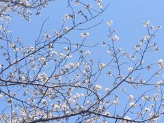 -高东镇樱花园
