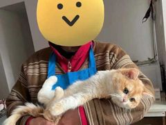 -东方名猫馆·英短金渐层布偶猫舍(环线广场1号楼店)