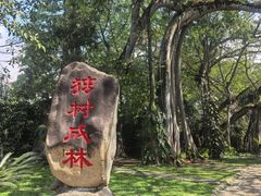 -独树成林