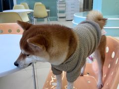 -怪兽屋·羊驼·猫咖·狗咖(俊华广场店)