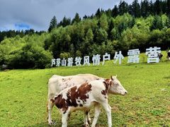 -芦芽山旅游度假区