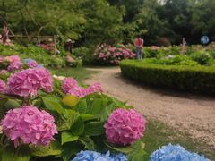 -上海共青森林公园