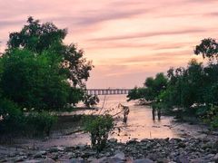 -宝安西湾红树林湿地公园