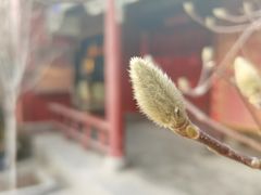 -延庆观