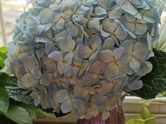 -盒马鲜生(红莲店)