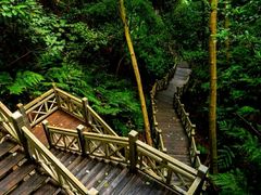 -南宁良凤江国家森林公园